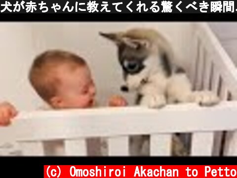 犬が赤ちゃんに教えてくれる驚くべき瞬間、かわいい犬、かわいい赤ちゃん   面白い赤ちゃんとペット 2021  (c) Omoshiroi Akachan to Petto